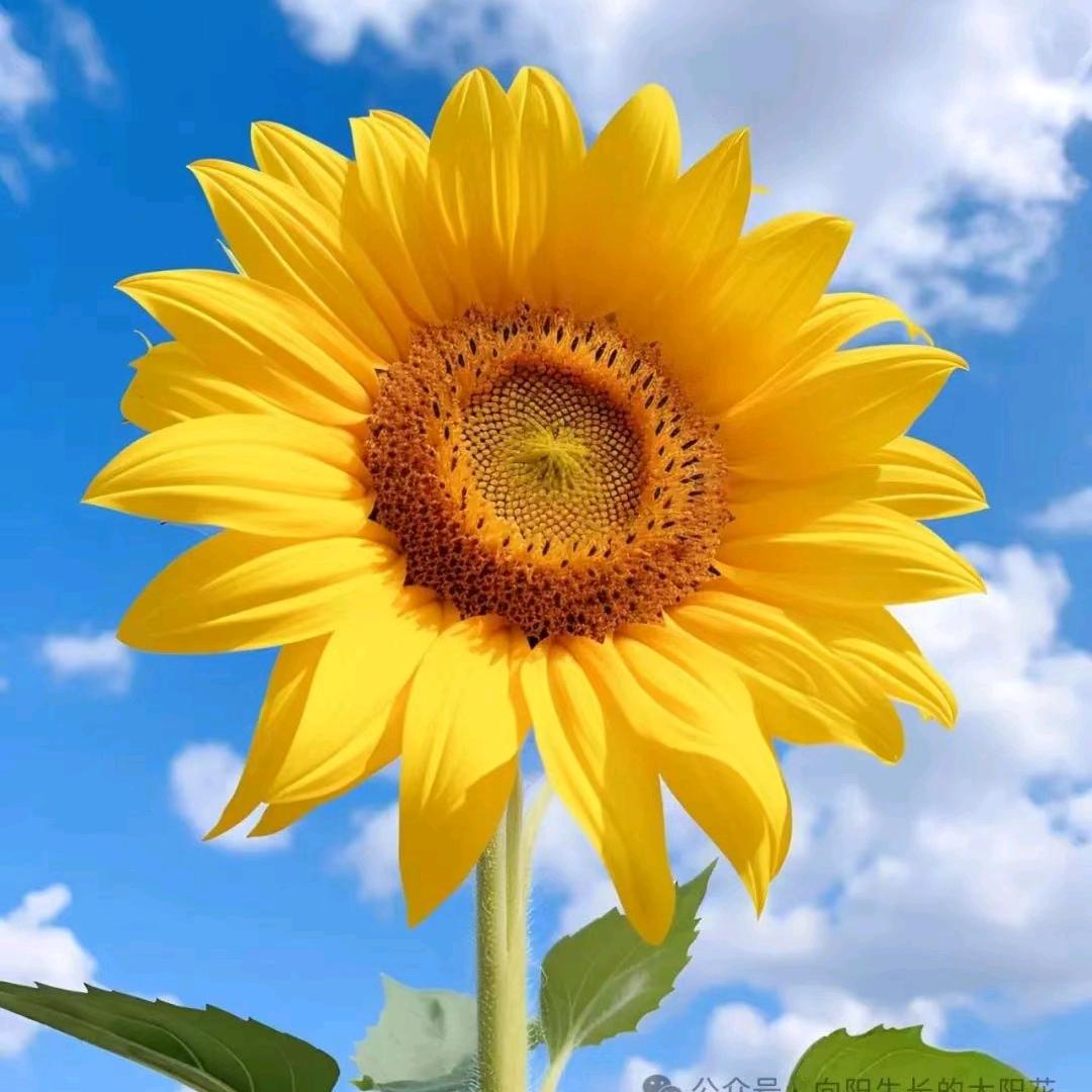 sunxu