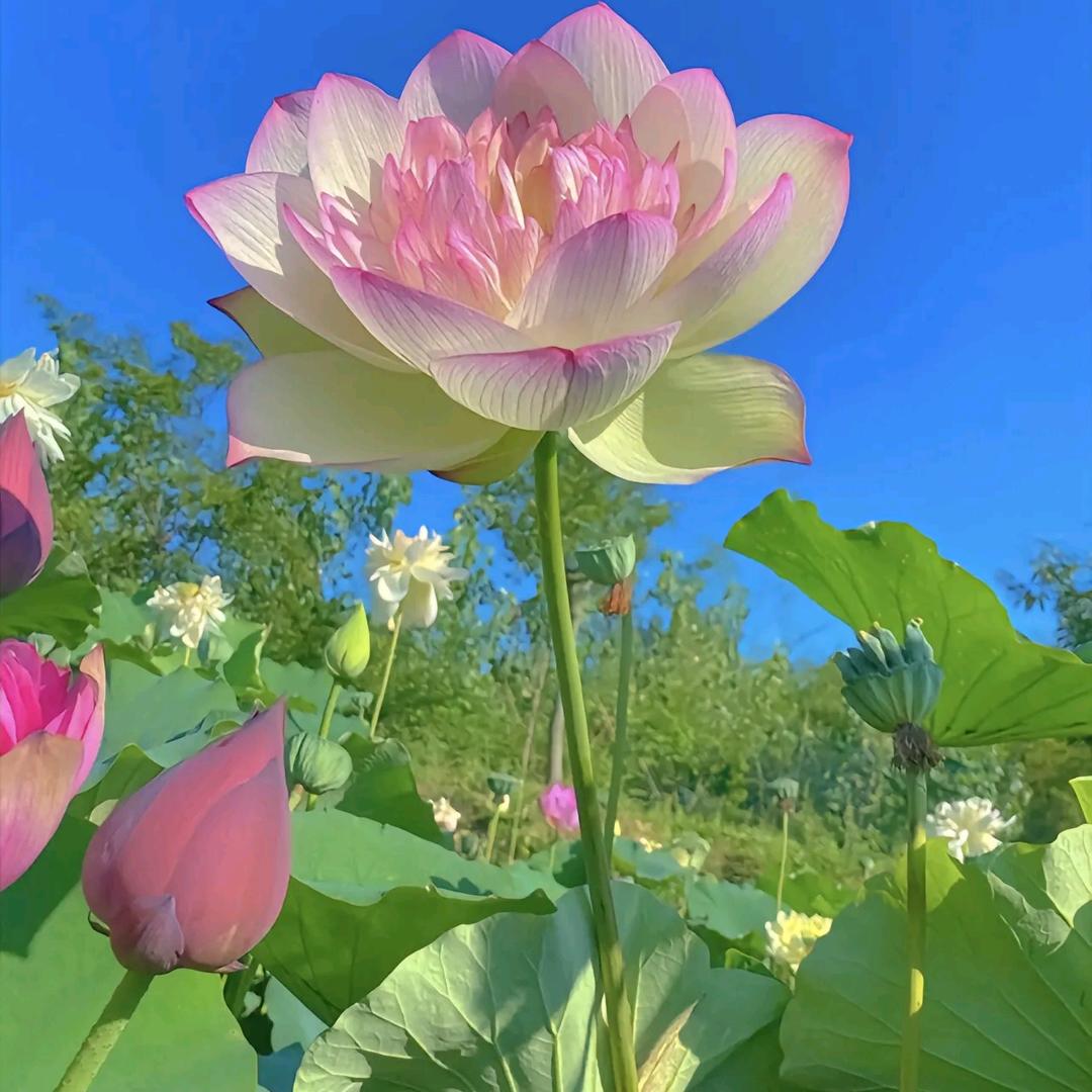 玫