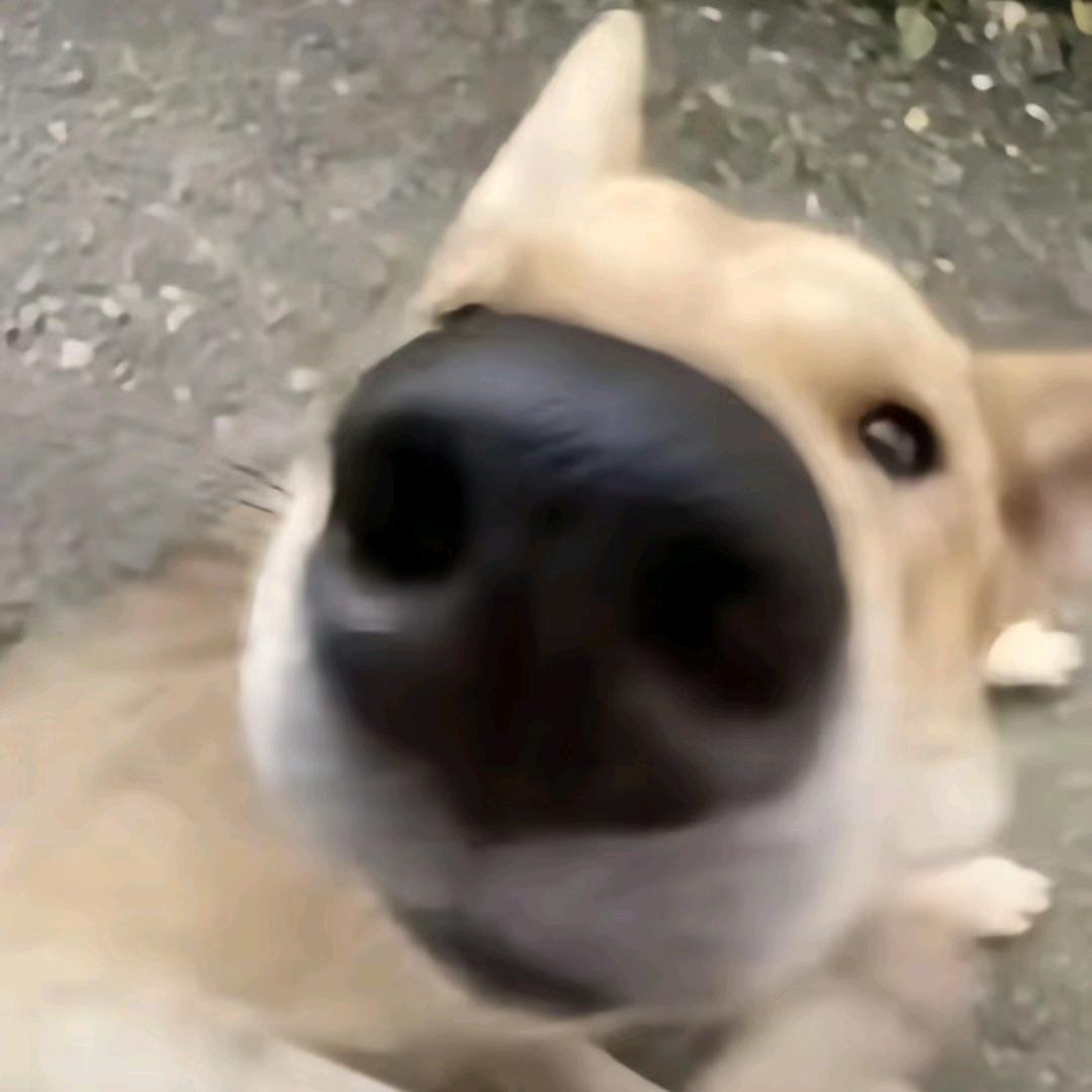 板烧🍗堡
