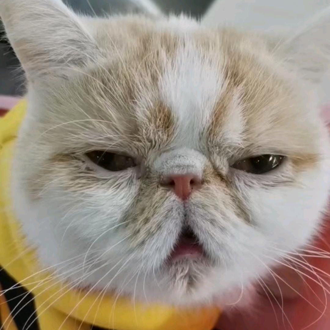 养了猫以后