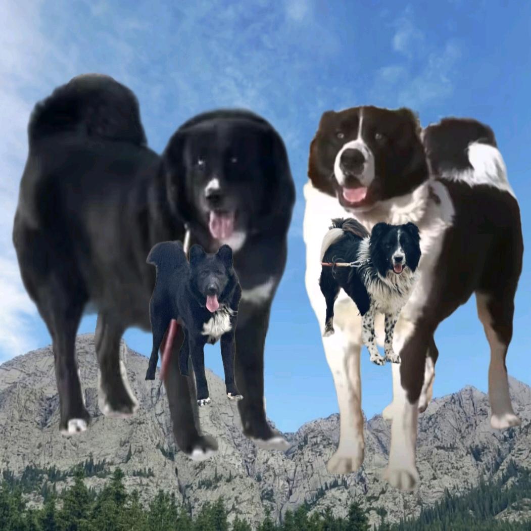 🦁新疆和田吐狗🦁