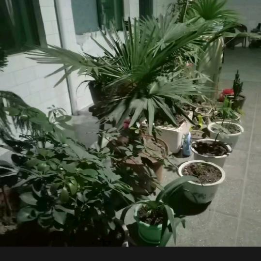 红红火火