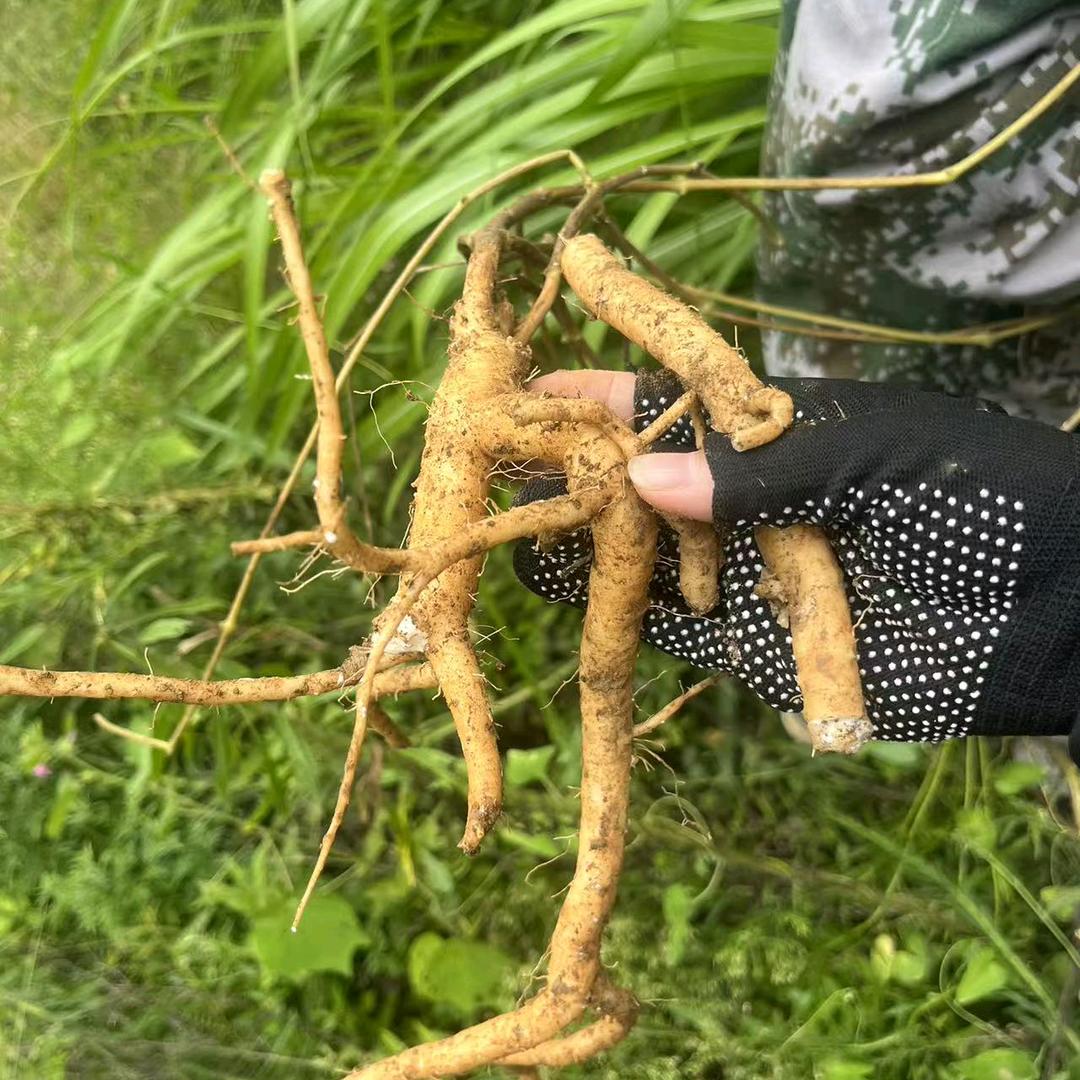 三毛    野生黄精