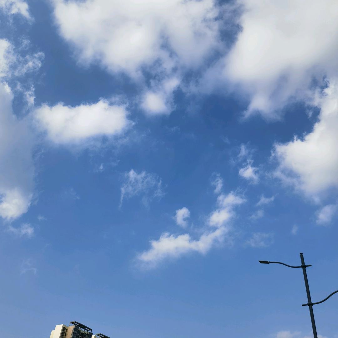 小羊泡花茶
