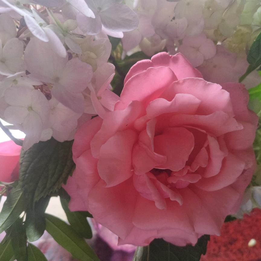 6月红玫瑰。