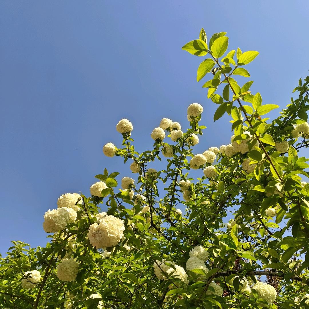 芋泥同学