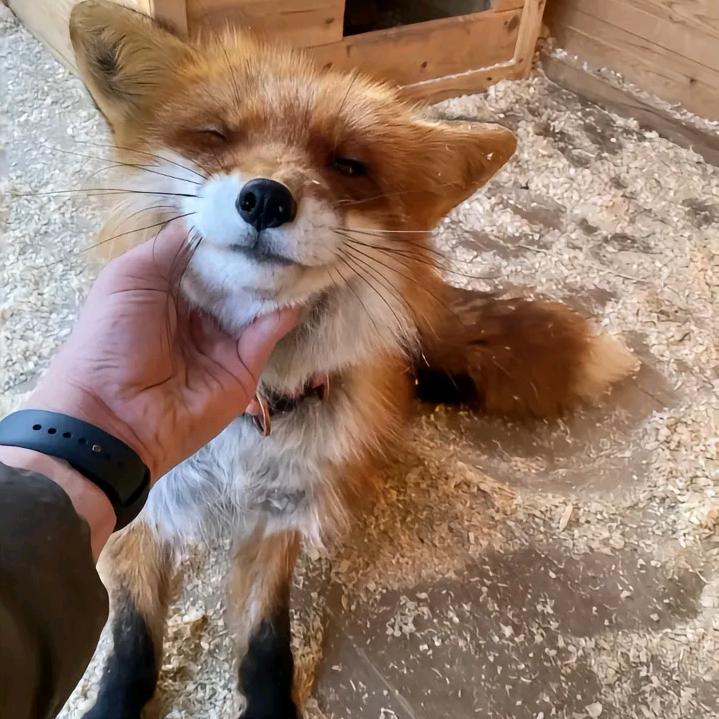 是你要个拥抱吗