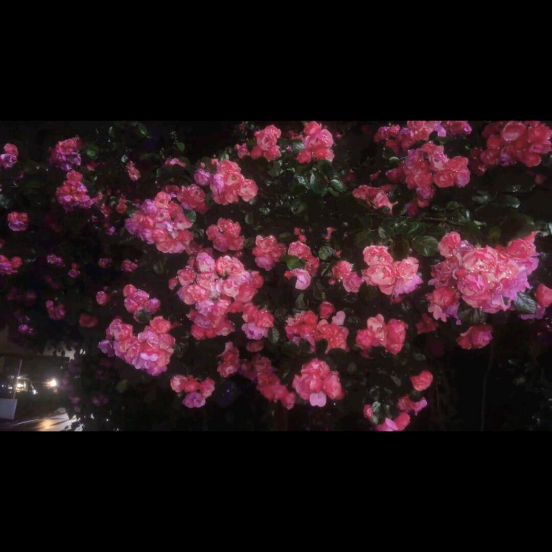 小宇