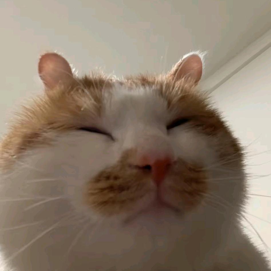 ฅ^源媛喵喵喵^ฅ