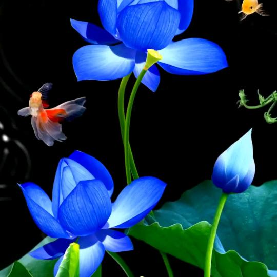 兰花