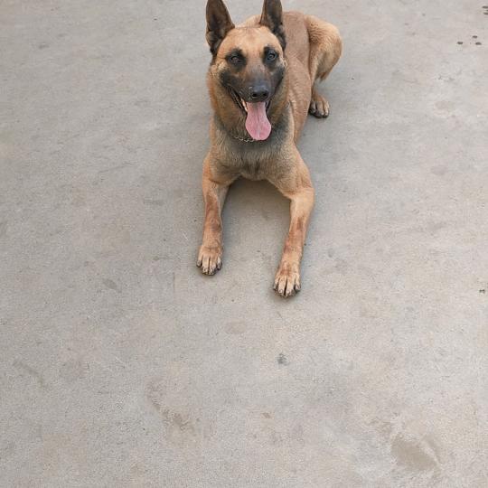洛宁马犬