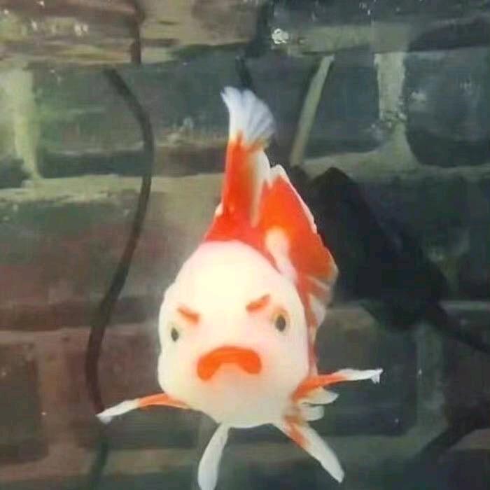 见十二