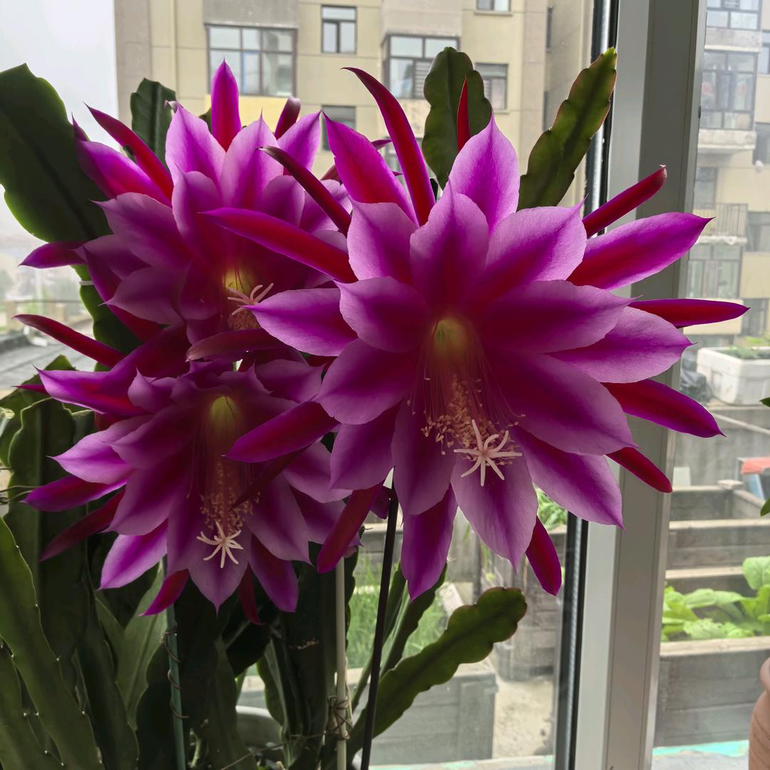 花婆婆的花