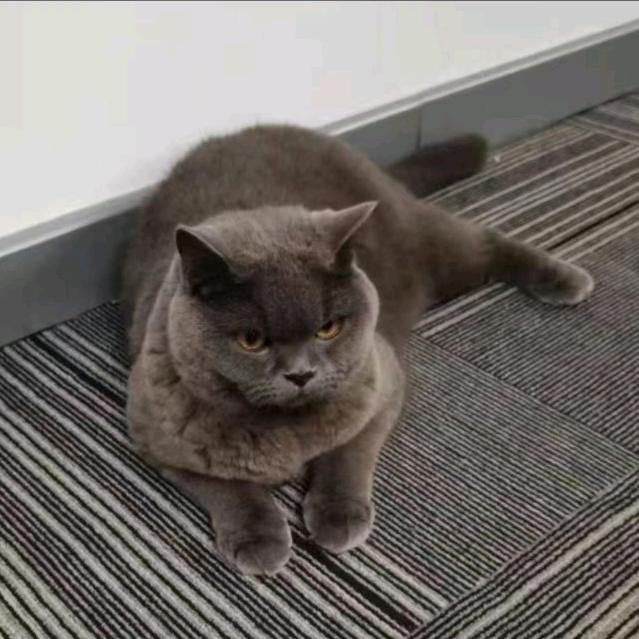 丫头