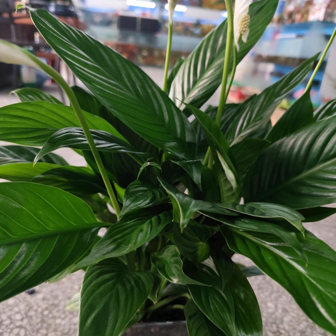 命由心生运由心转