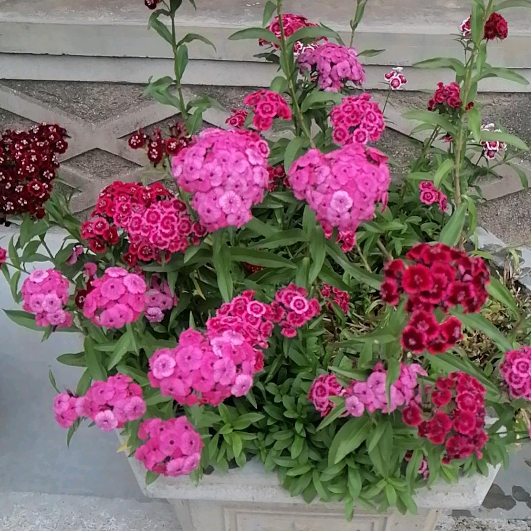 @白荷花