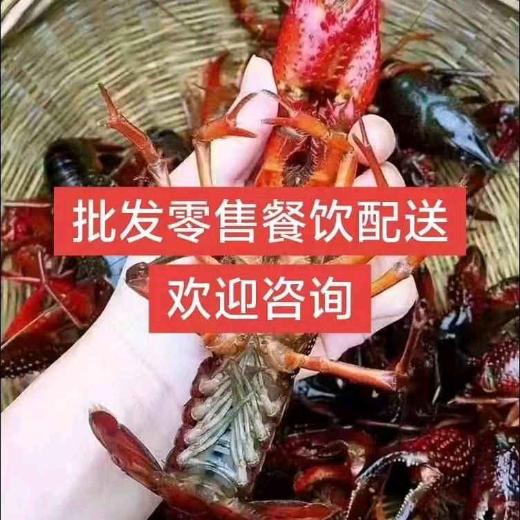 小龙虾原产地直销