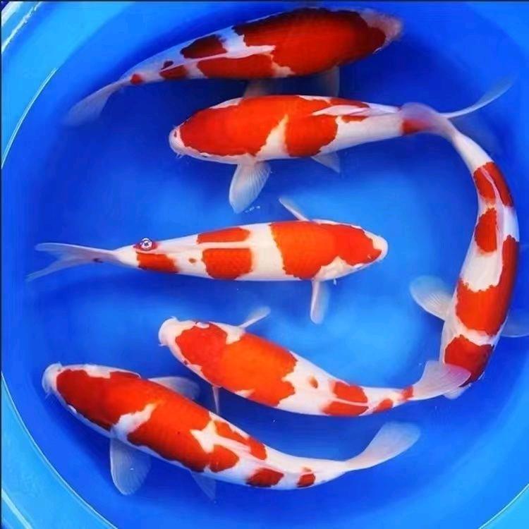正优观赏鱼