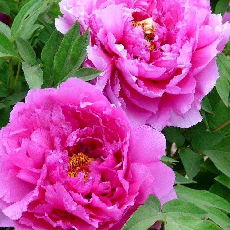 译宝姐（金色丝路）