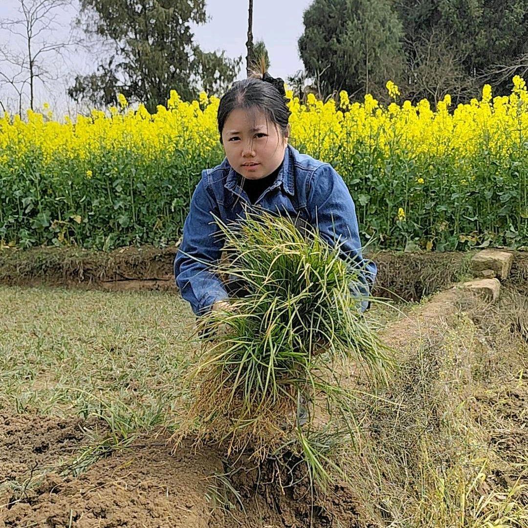 （金花）川麦冬之源