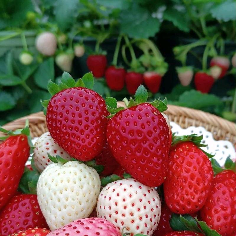 草莓苗育苗基地