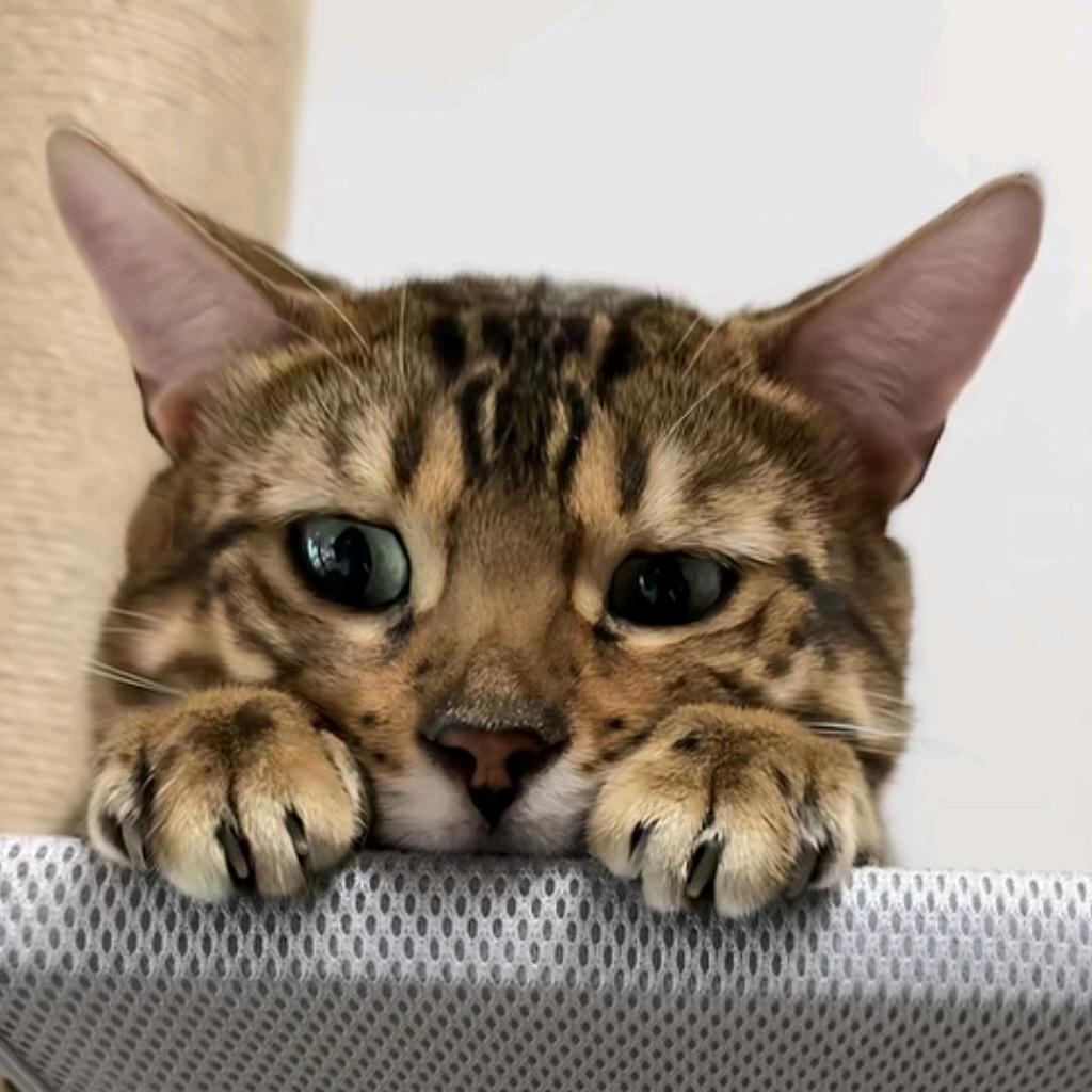 💤