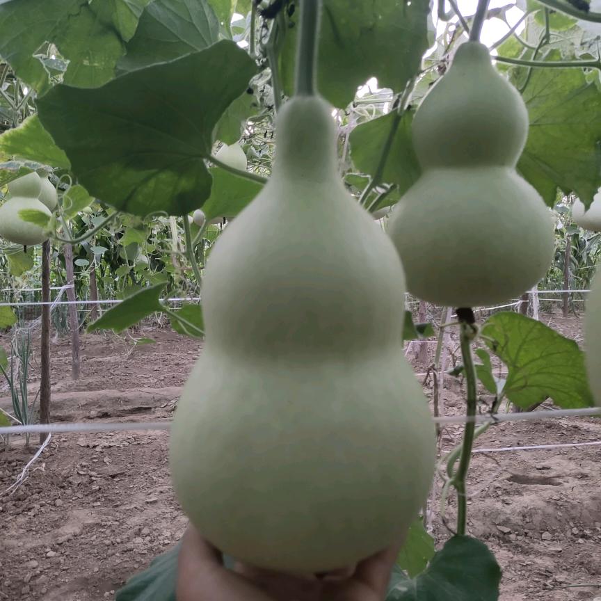 老二葫芦