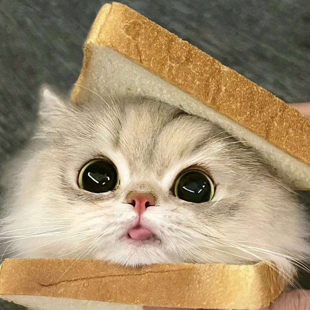 有一只小猫