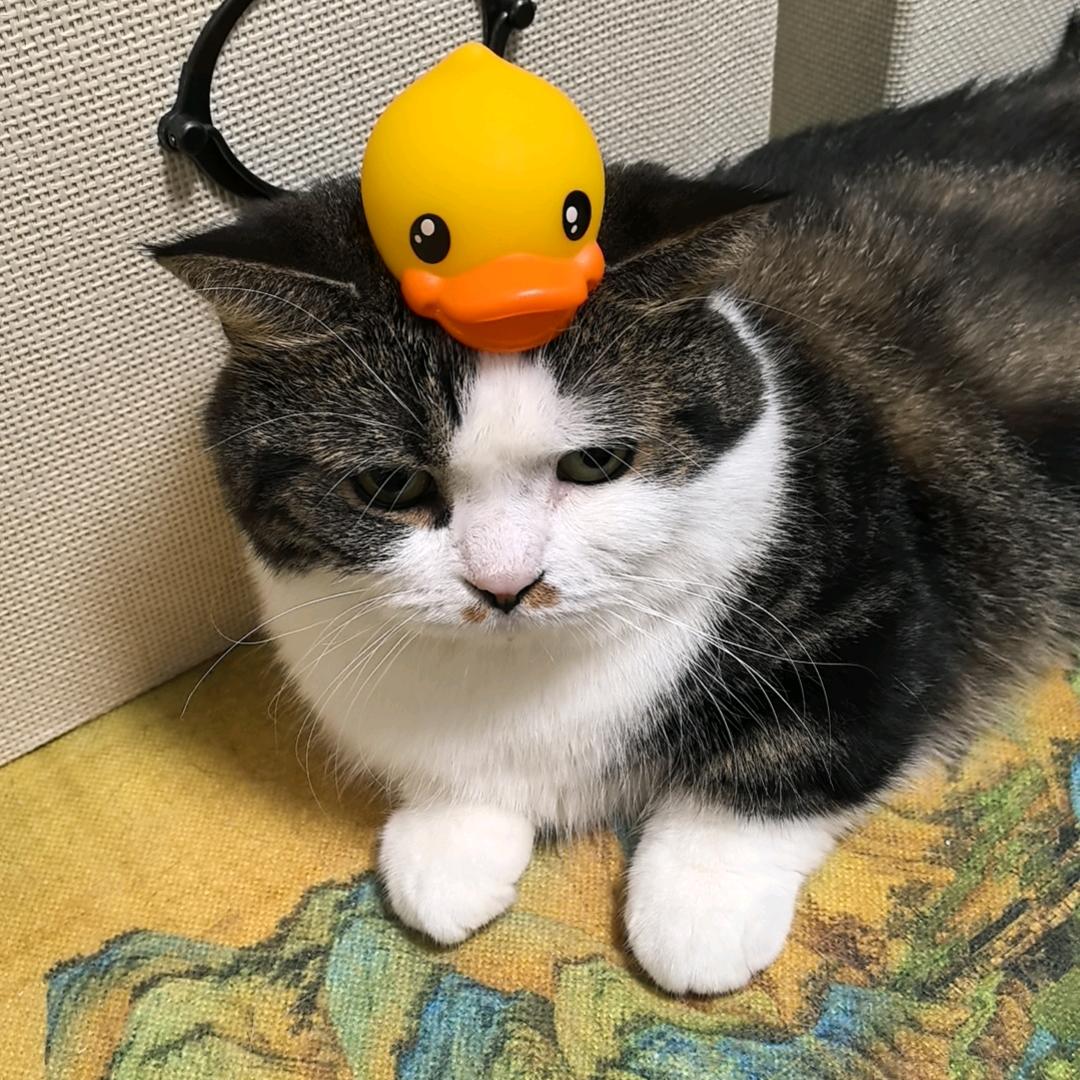 二赢长