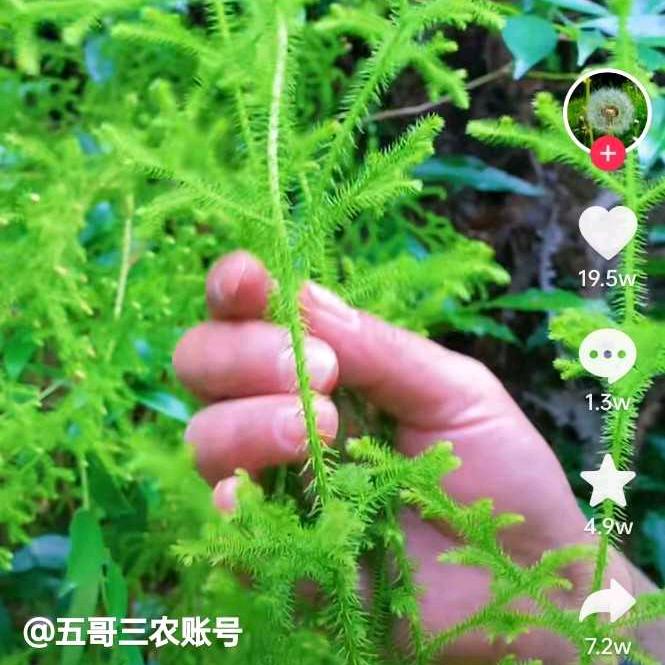 心善心安