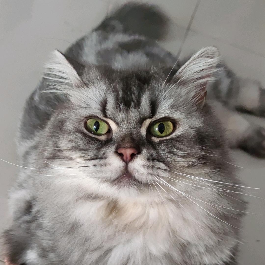 Tom是小花猫