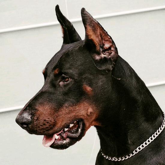 龙狱（三角洲行动）