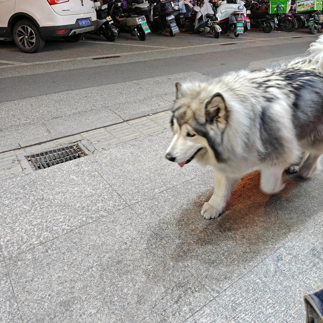 迷途少年✨