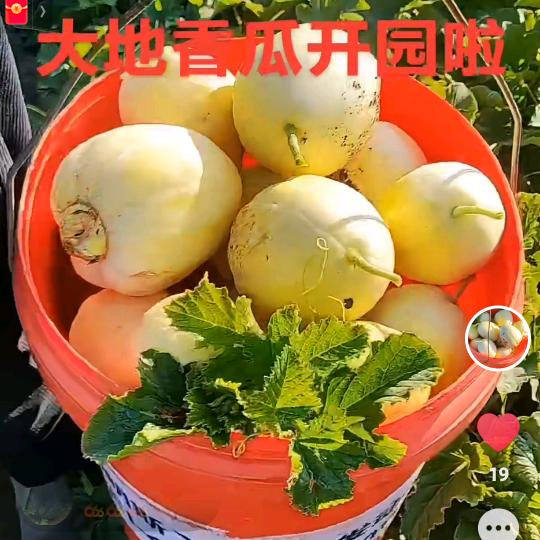 丛姐大地香瓜