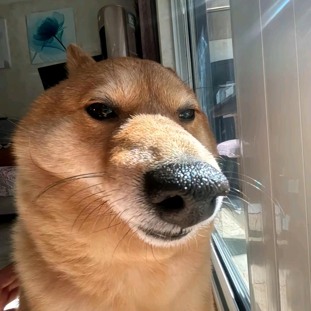 七叶星碎