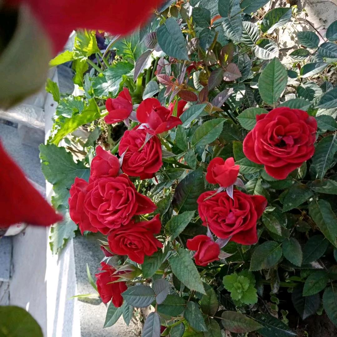 用户4103273603258陆银华