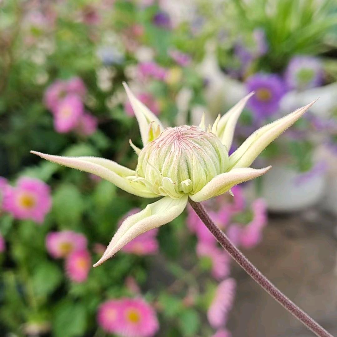 羽花池