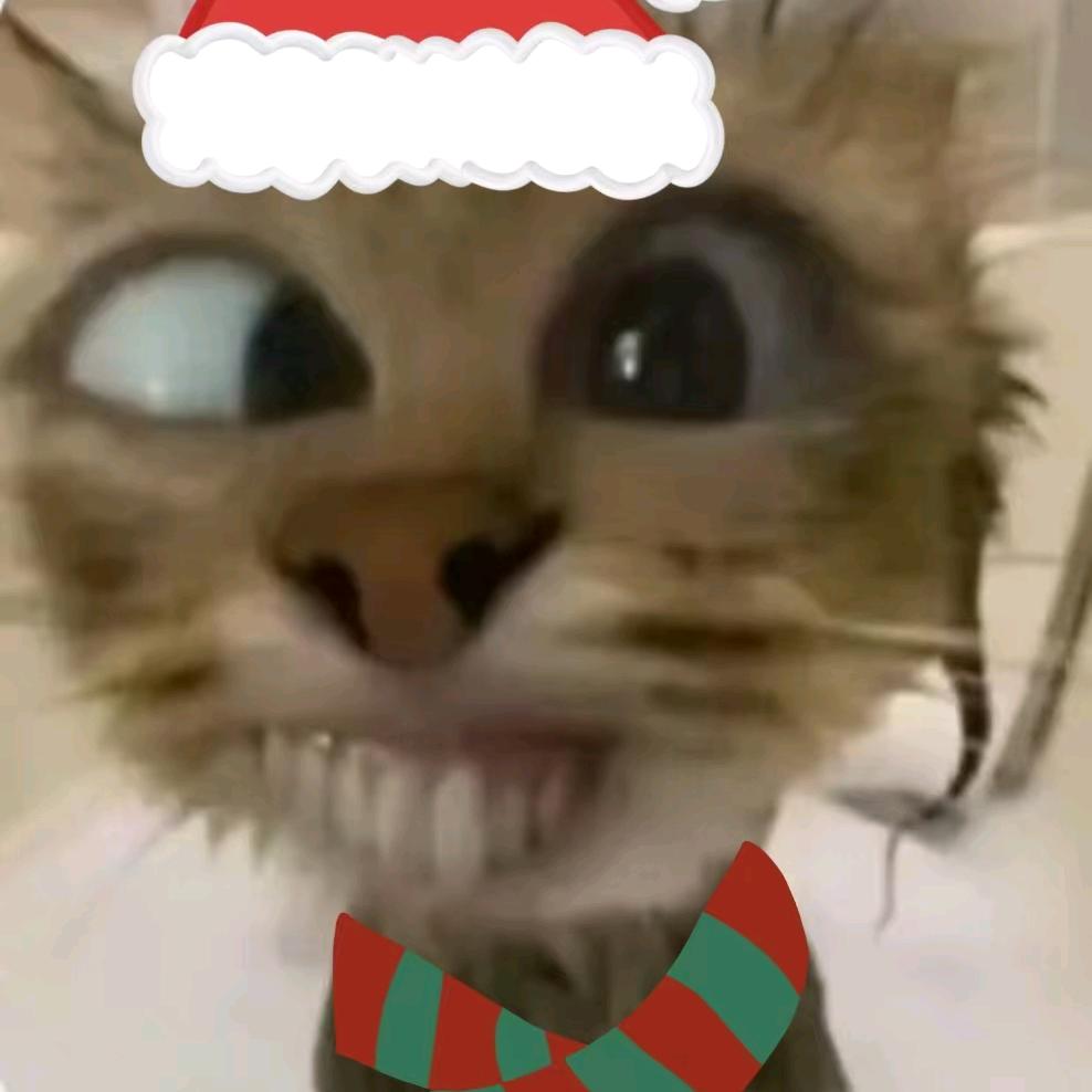赚钱养猫🐱