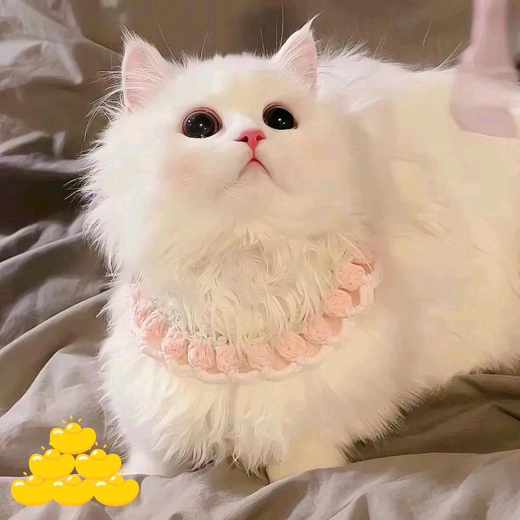 是皖皖呀