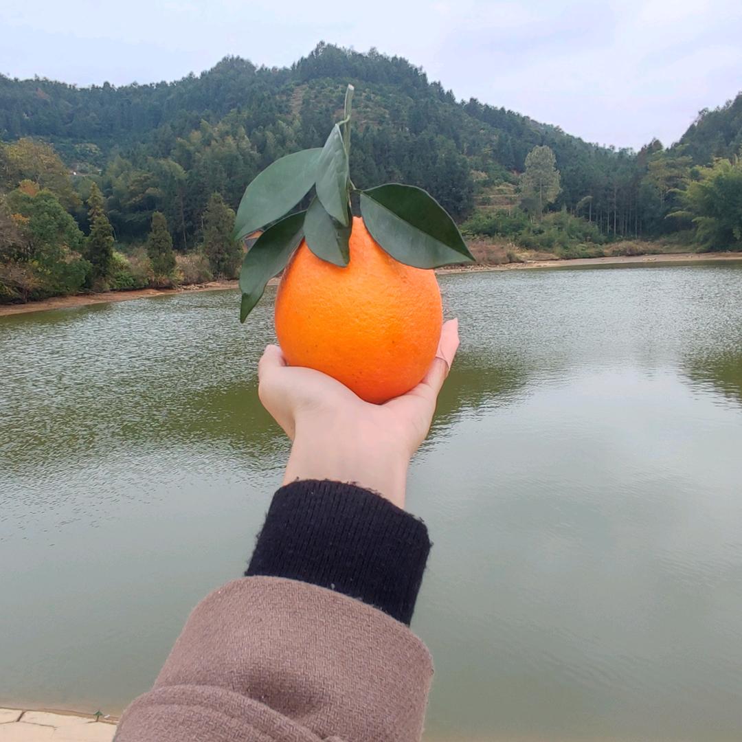 赣南脐橙姐姐家