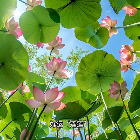 A好运连连🍀🍀🍀