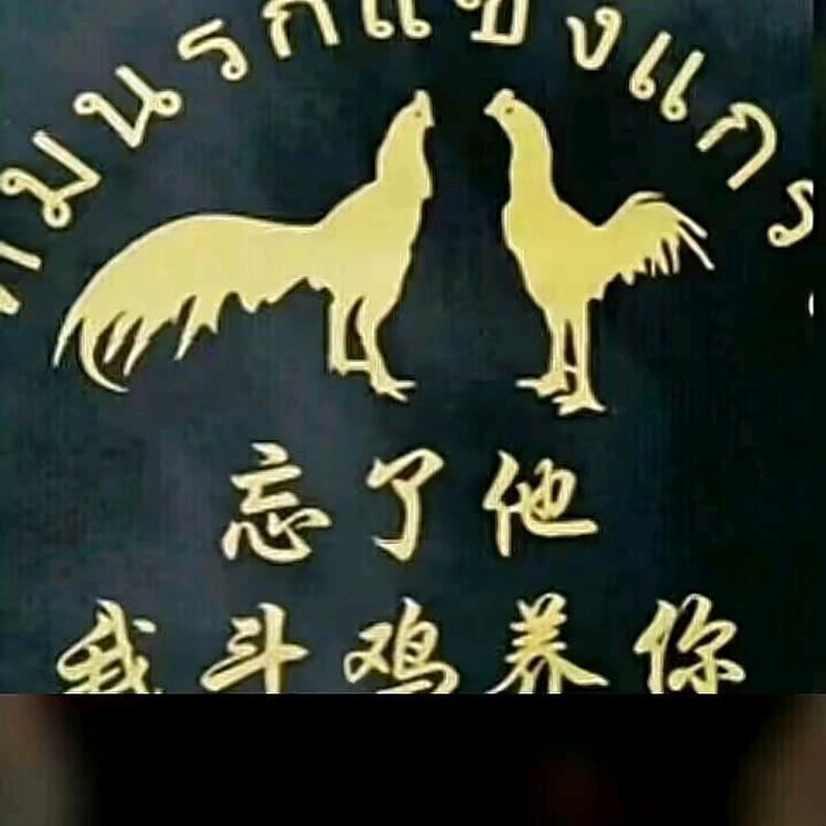 小马哥