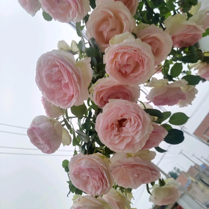 东方妈妈