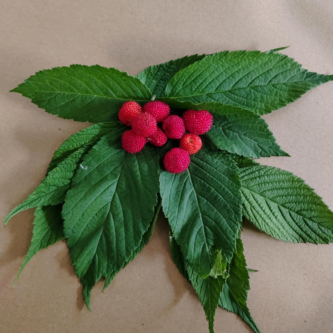 宠着小棉袄的大叔