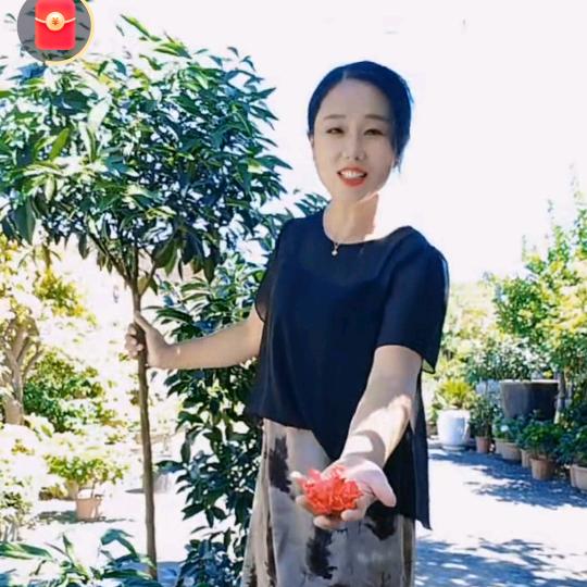 隆尧四季花卉@路