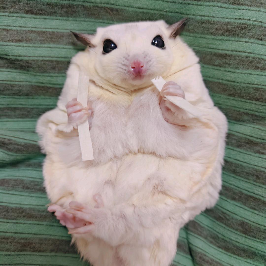 老米太太--蜜袋鼯