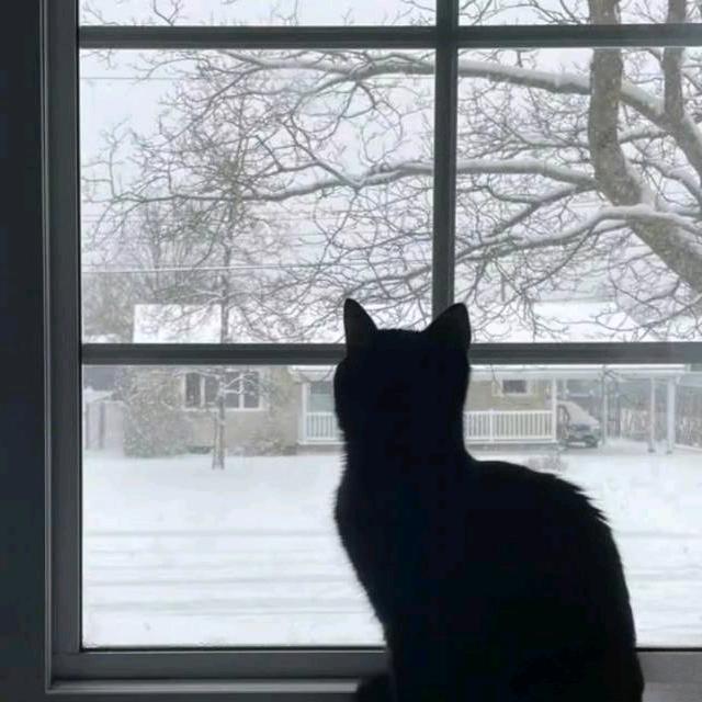 猫小蛋