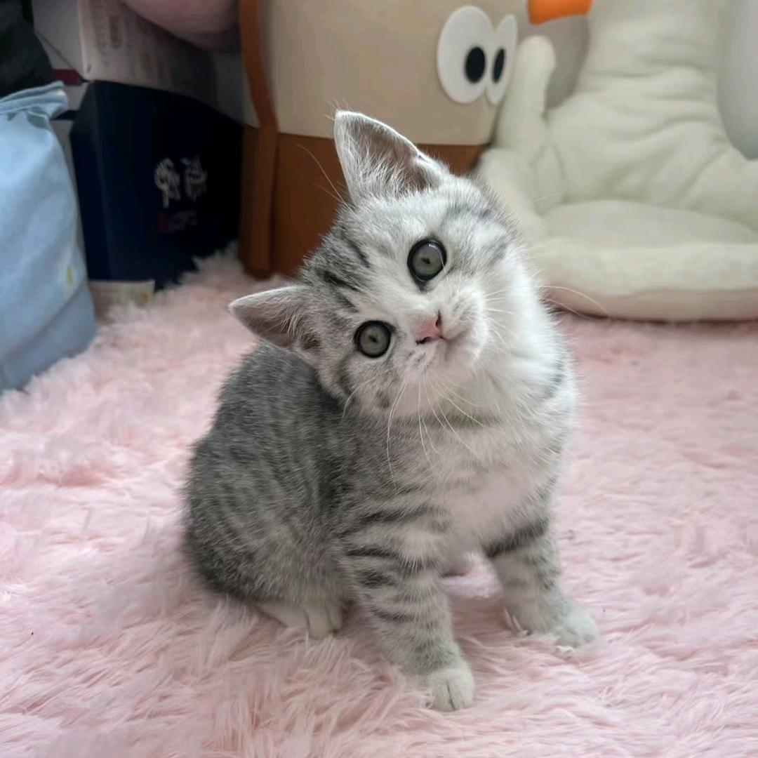 荔