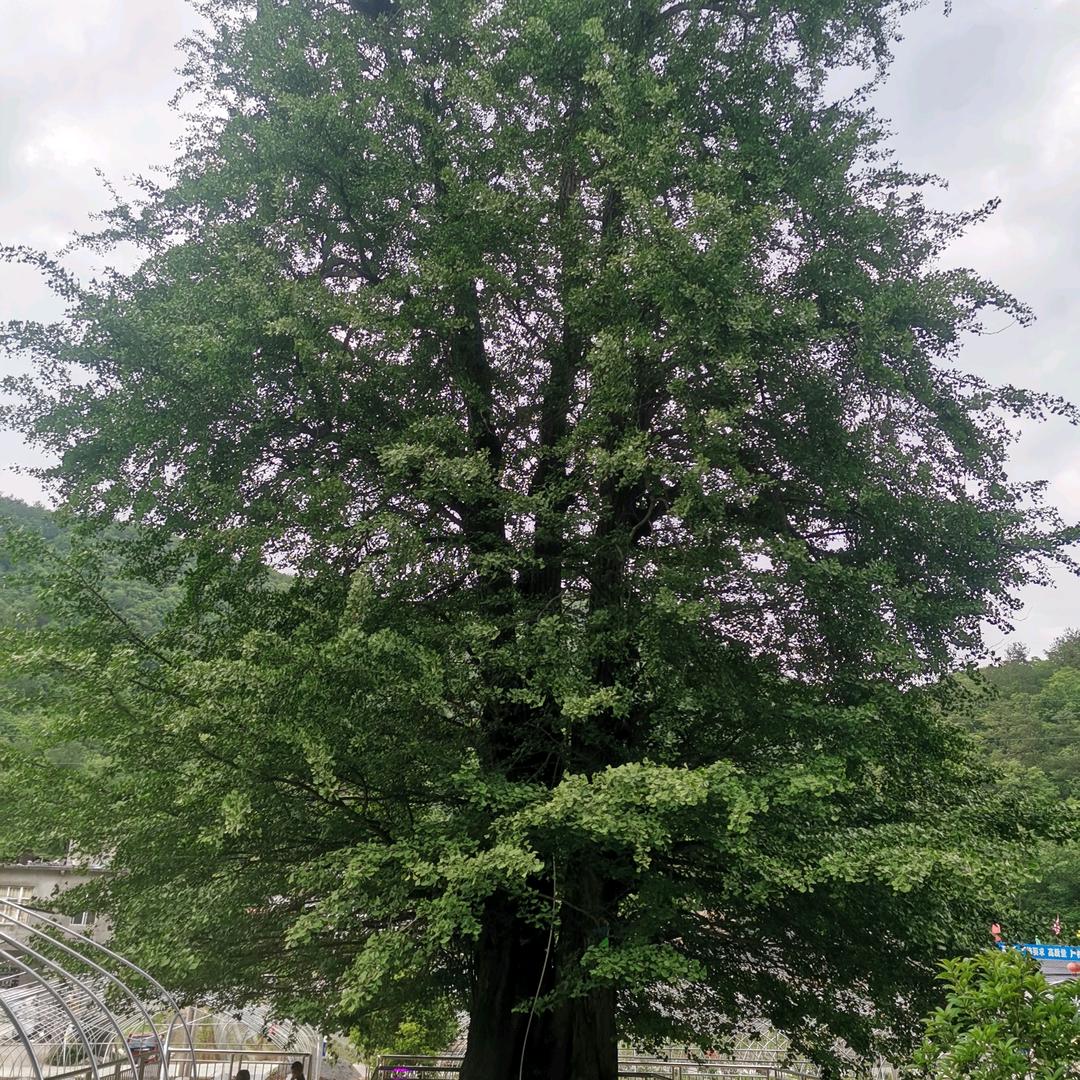 用户9528778816253夏天