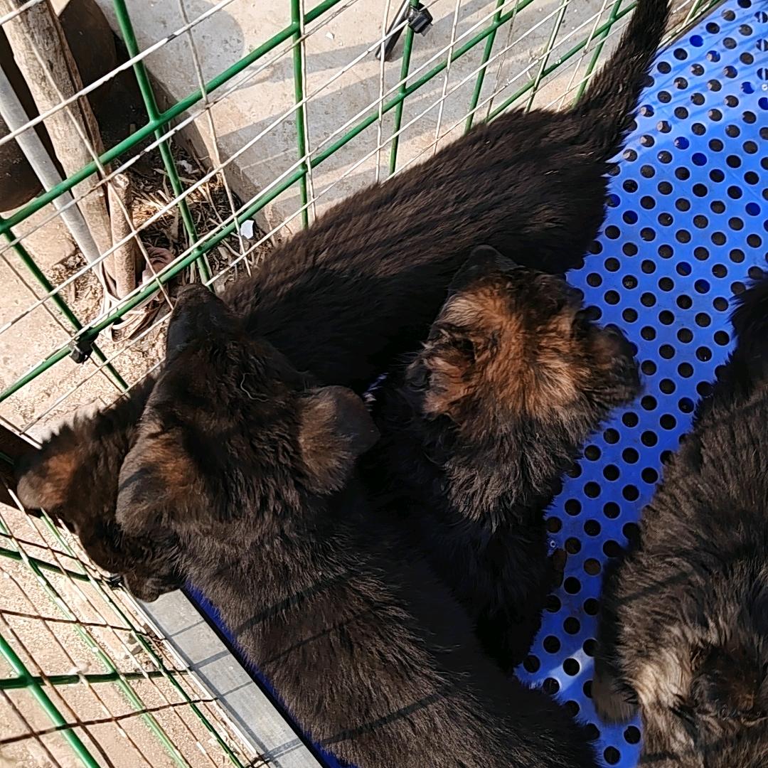 博野玉君赛级德牧养殖基地